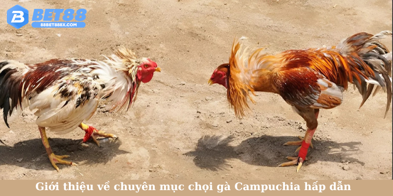 Giới thiệu về chuyên mục chọi gà Campuchia hấp dẫn