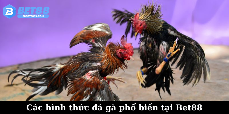Các hình thức đá gà phổ biến tại Bet88